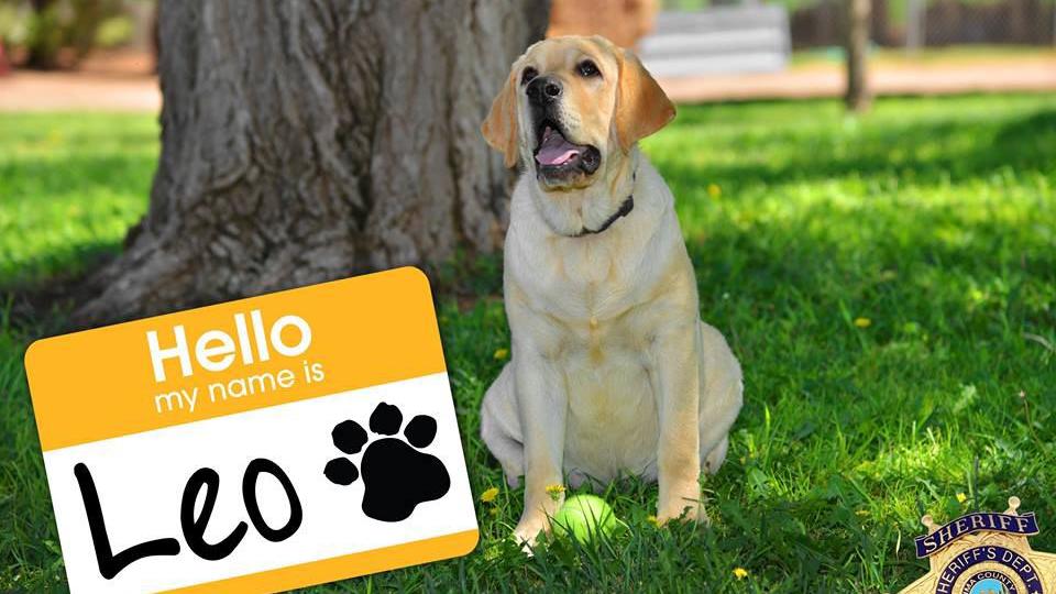 'Leo' is winning name for 1st therapy dog for Pima County Sheriff's Department